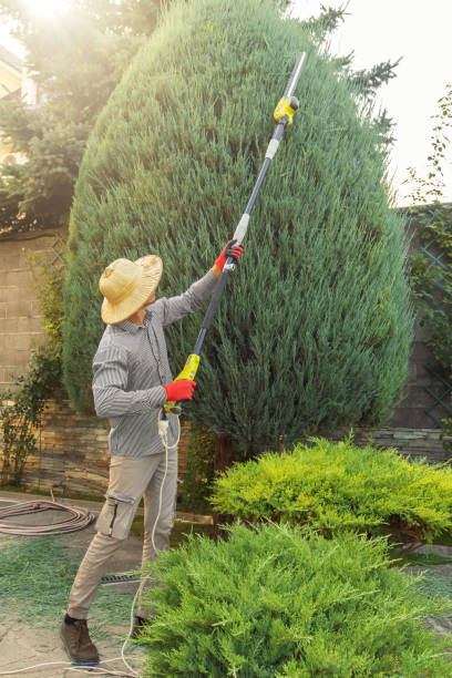 Best Root Management and Removal  in Granby, CO